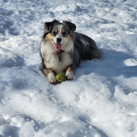 Meet your Posher, Benjamin - Picture 2 of 2